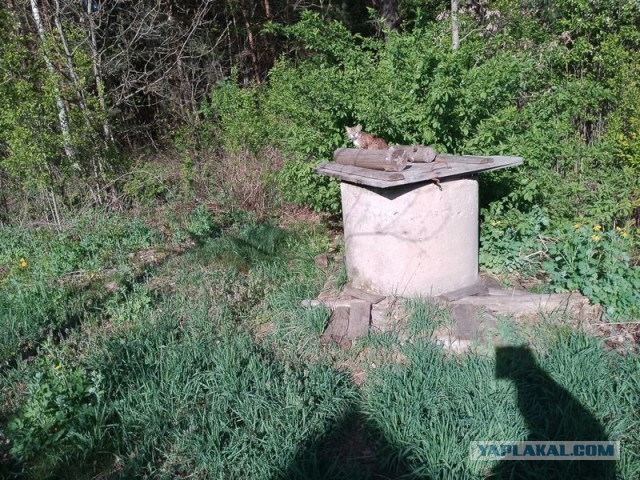 Жизнь домашнего приюта для котеек 541