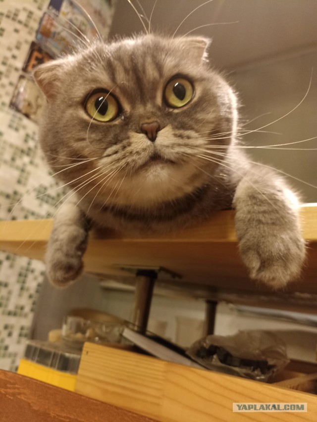 Мой питомец