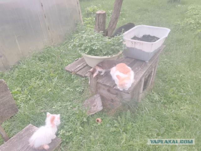 Жизнь домашнего приюта для котеек 548