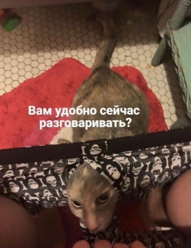 Коты и личное пространство понятия несовместимые