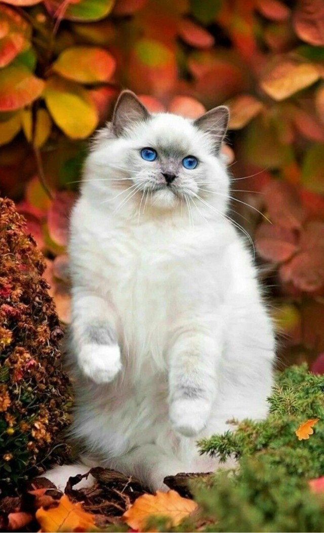 Осенний кот