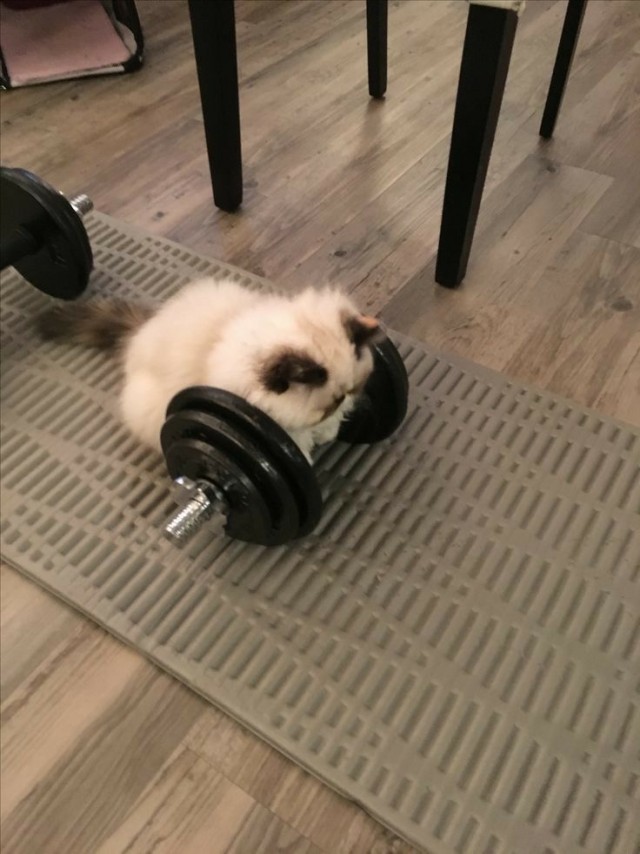Кот
