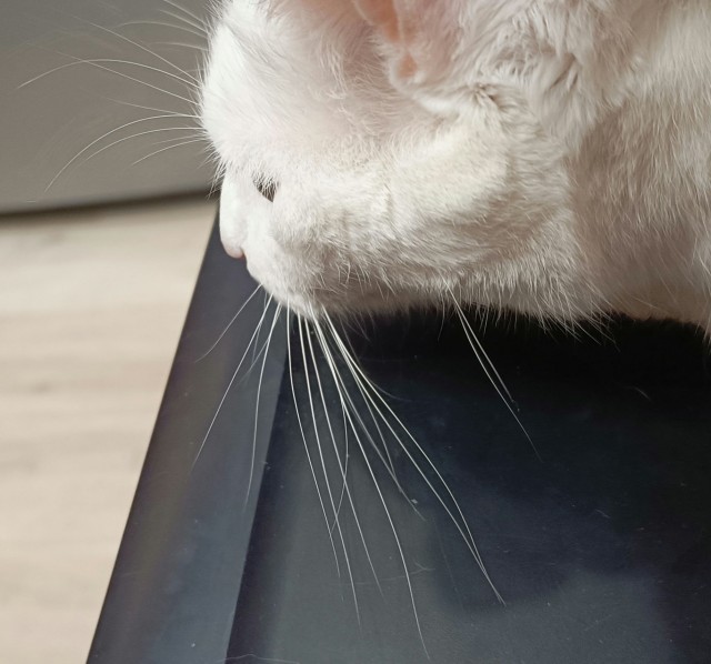 Усы , в кото