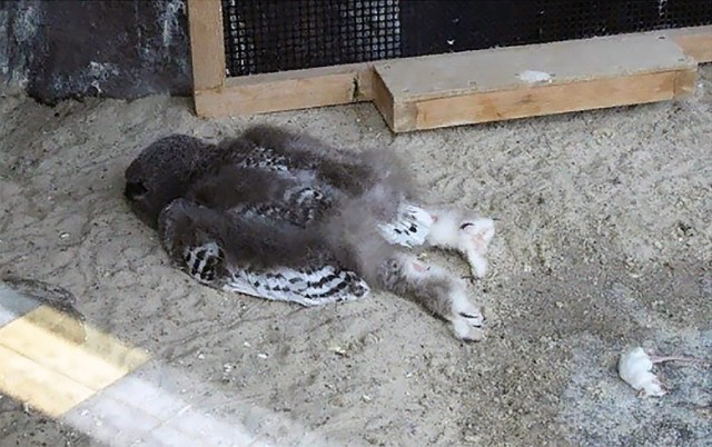 Объявление для ЯПовчан.