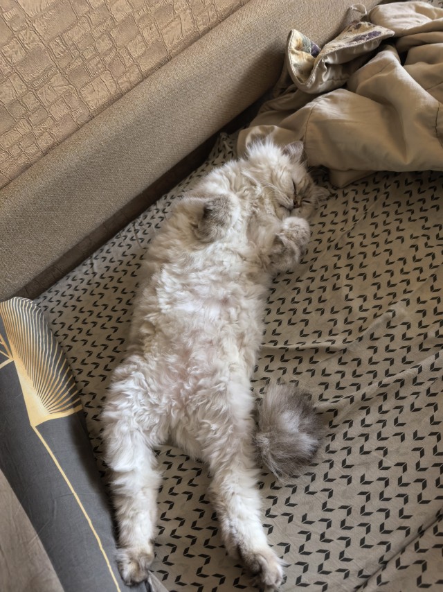 Мой кот