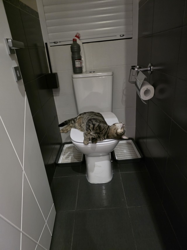 Кошковое