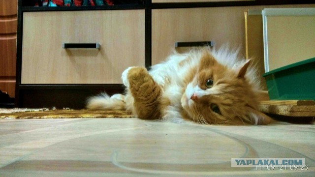 Как кошки относятся к алкашам?