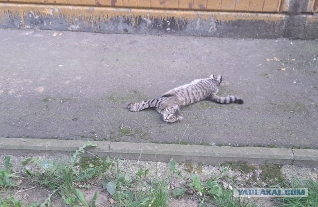 Степана вам в котовторник