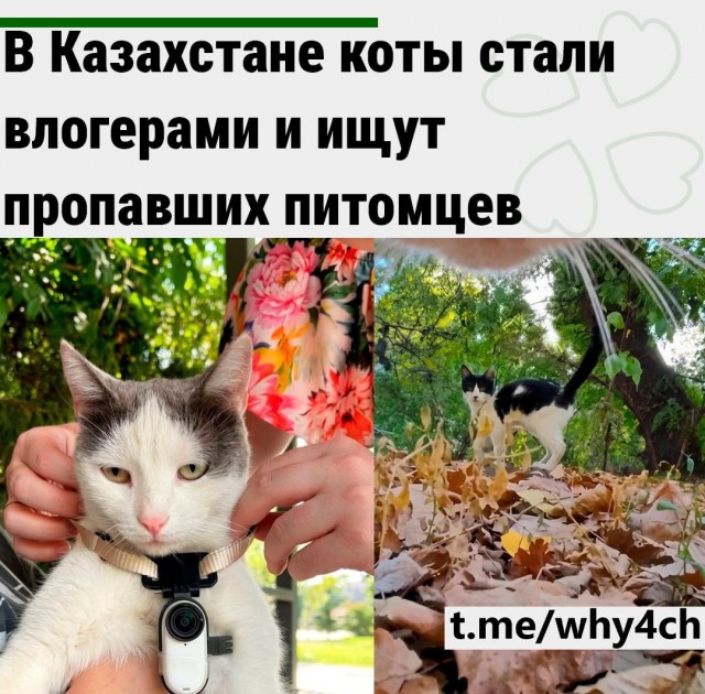 В Казахстане коты стали влогерами и ищут пропавших питомцев