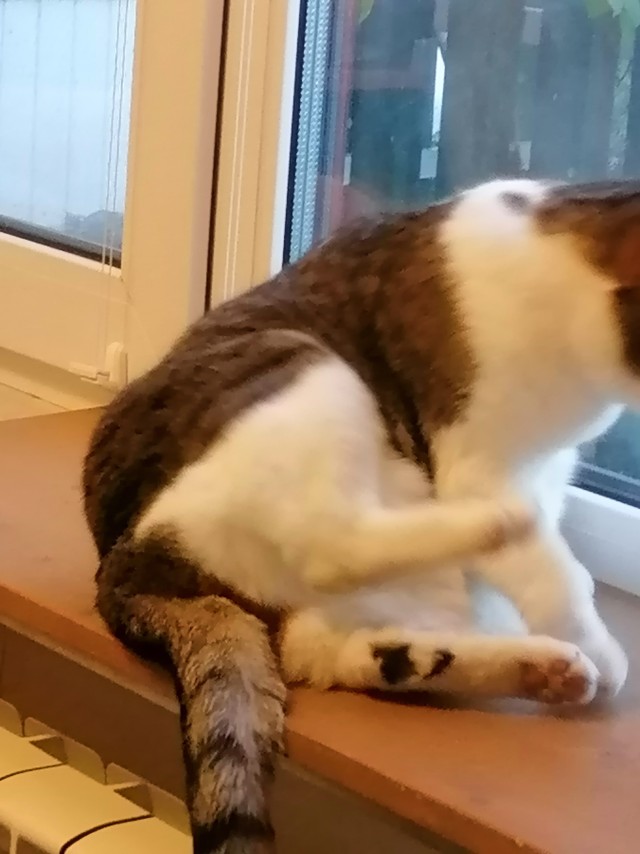 Котовторник