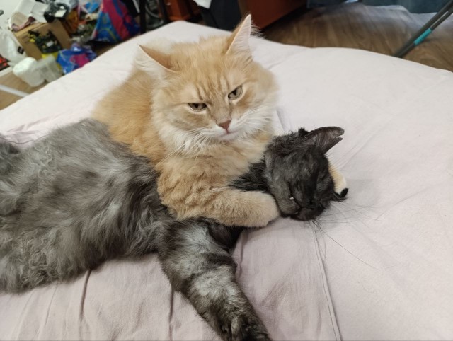 К-котовторник