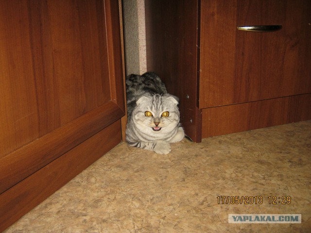 Котовторник 8.10.2013