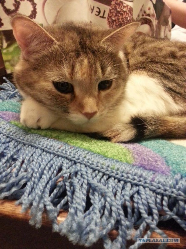 Котовторник 4.02.2014