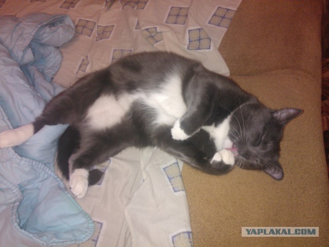 Котовторник 01.04.2014