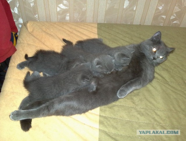 Котовторник   15.04.2014