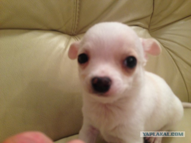 Собачки: русская борзая