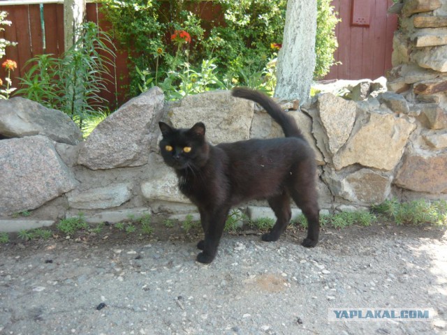 Котовторник 12.08.2014