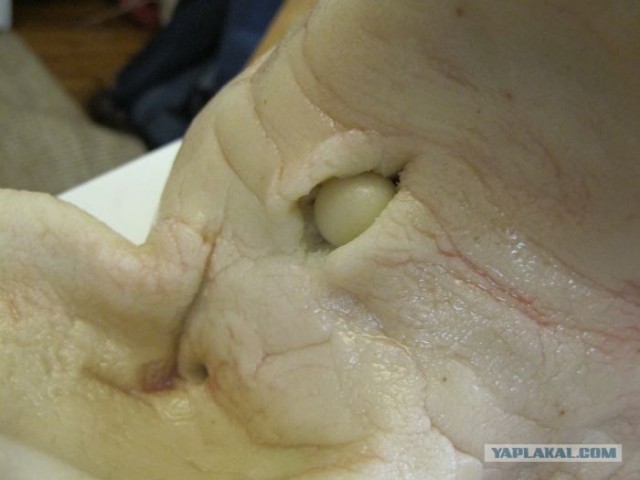 Злобная свинья