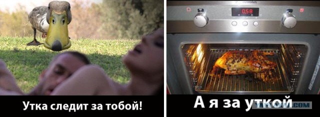 Утка... она следит за тобой!