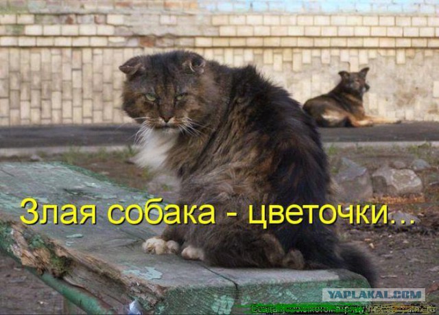 Злые киски
