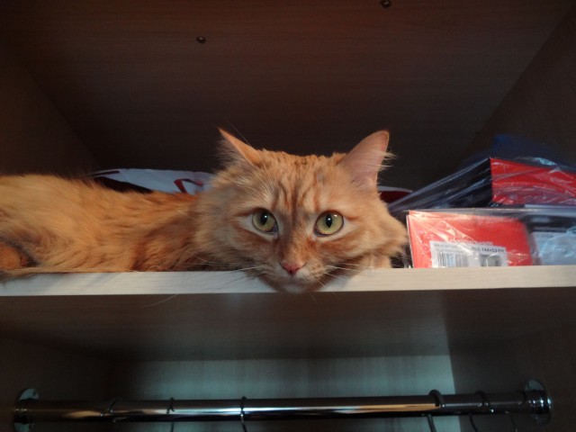 Котовторник 07 04 2015