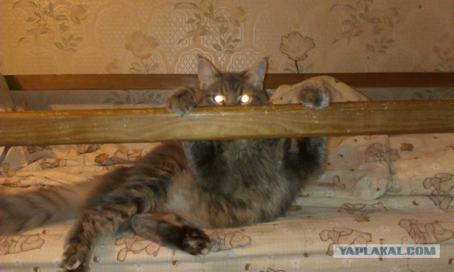 Кот - новый питомец