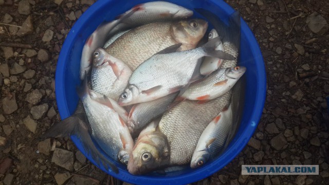 Кухня (кулинарное и околокулинарное общение)