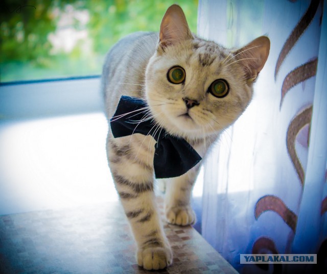 Котовторник 28.04.2015