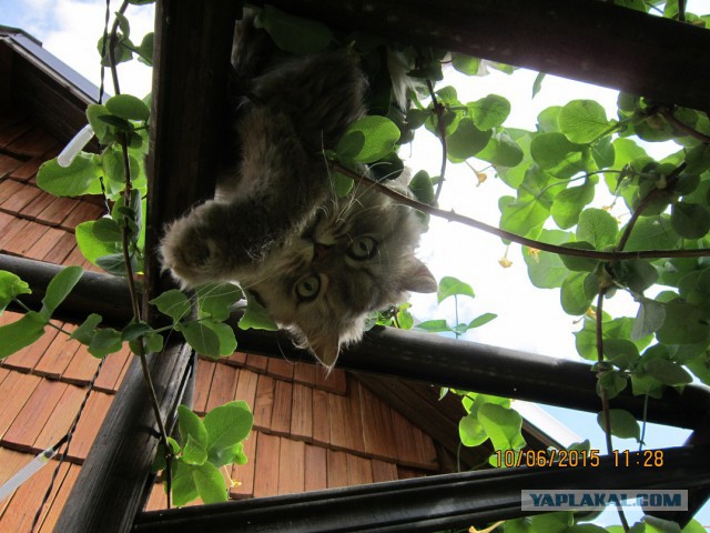 Котовторник