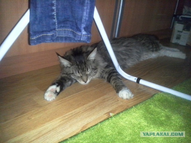 Котовторник 7.07.2015