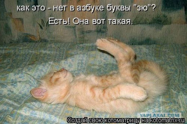 Как спят кошки....