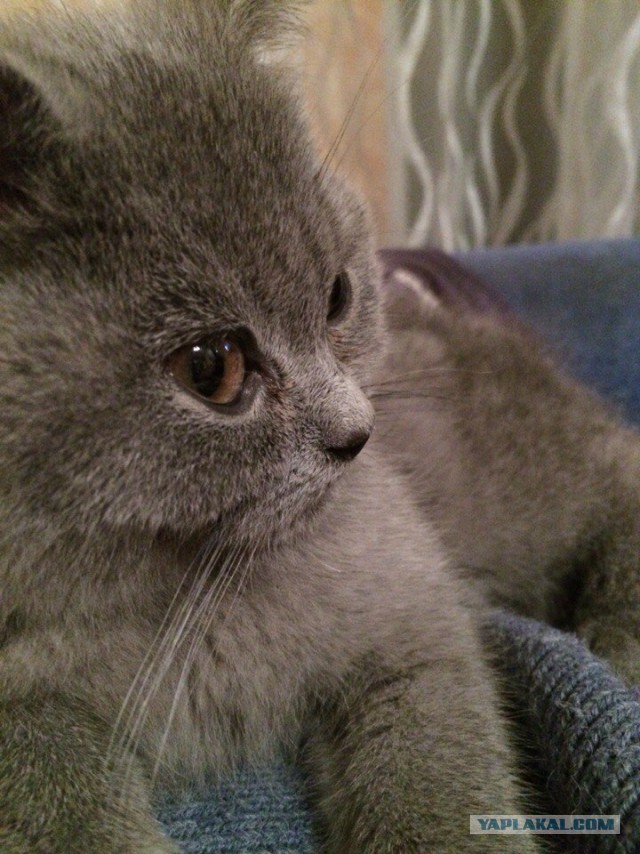 Котовторник