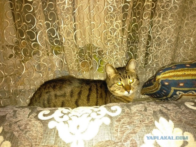 Котовторник 16.02.16