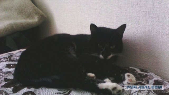 Восьмомартовский котовторник