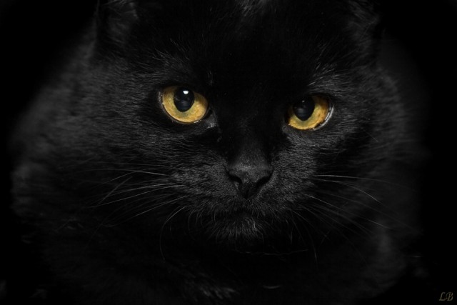 Коты, кошки, котята