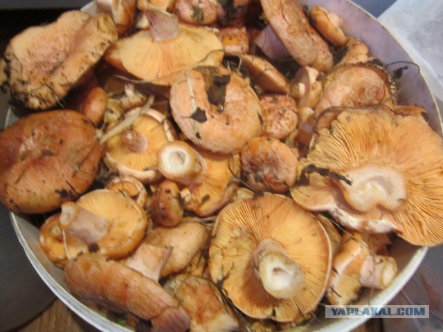 Вятские рыжики