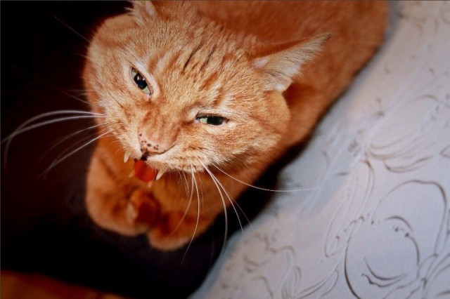 Мой зевающий кот