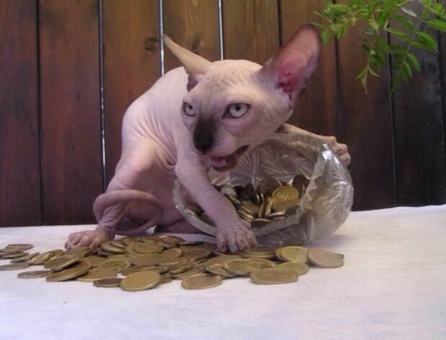 Коты из сети