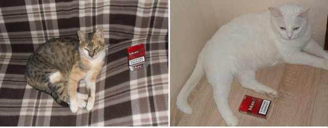 Котовторник 13.12.2016