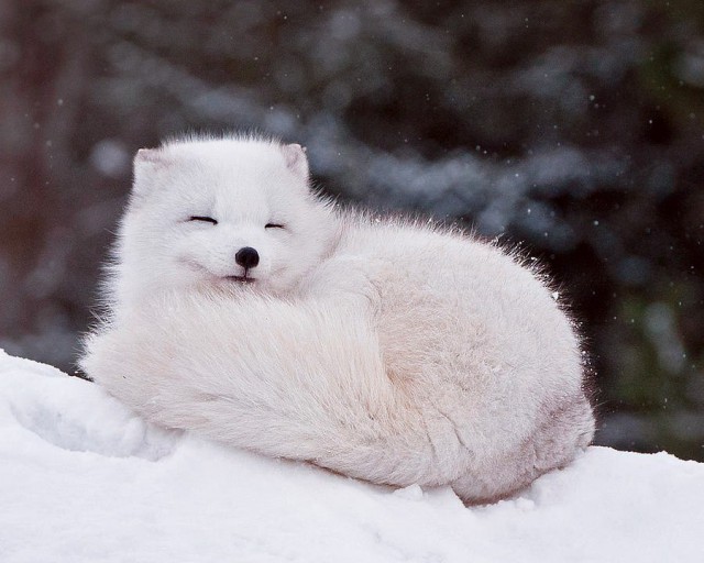 Самые смешные животные