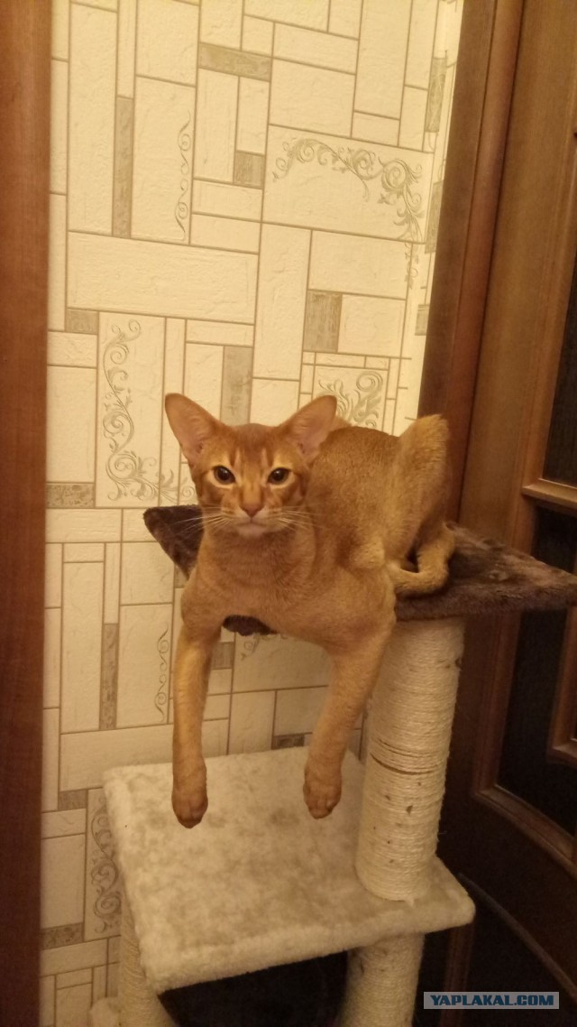 Котовторник 24.01.2017