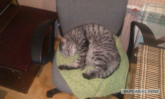 Трудовые будни кота Тимофея