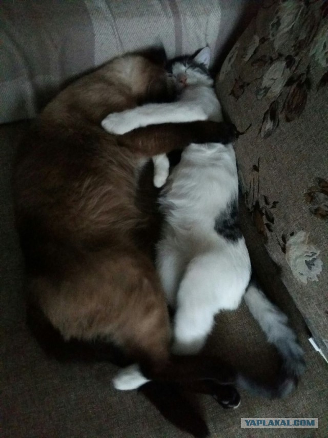 К котовторнику. Мои коты Васька и Кекса