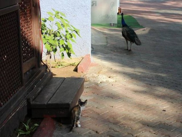 Коты и Кошки