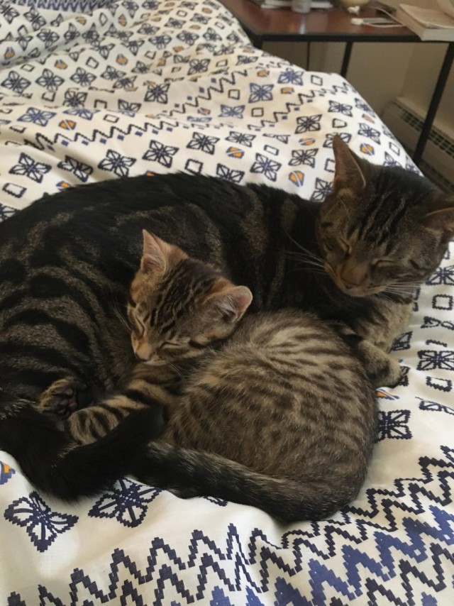 Коты и Кошки