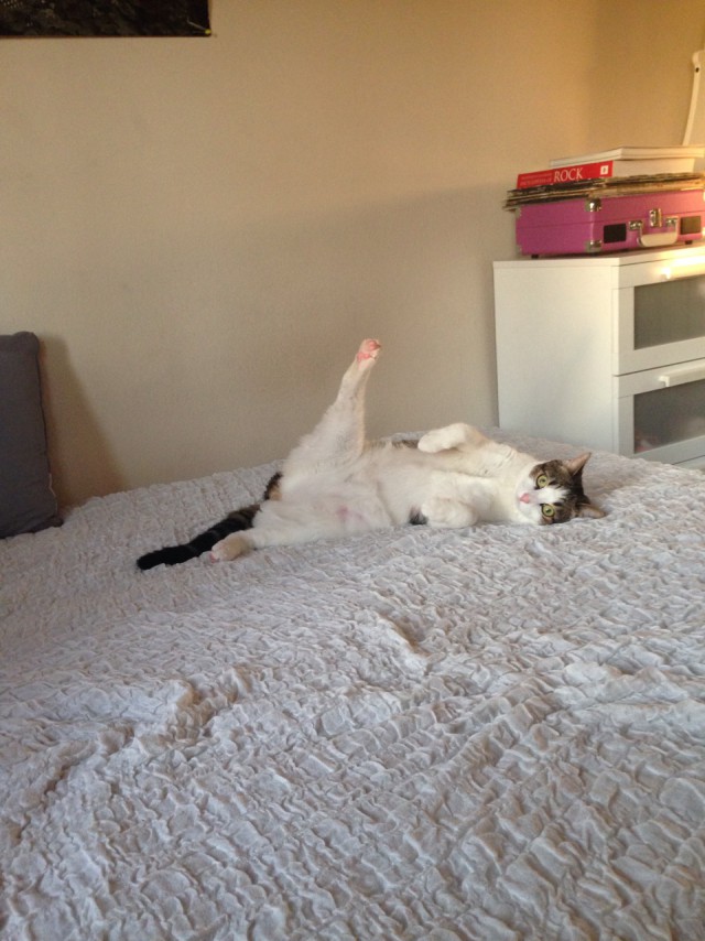 Коты и Кошки