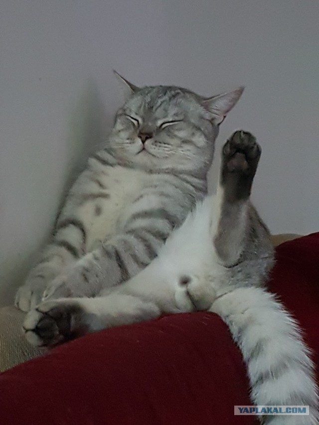 Котейка поломался