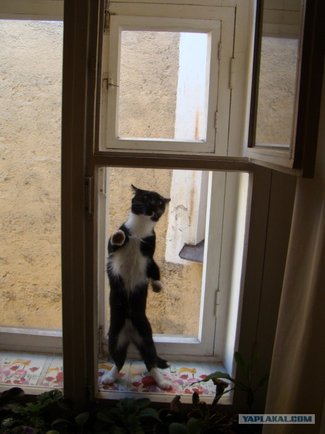 Кот без прикрас
