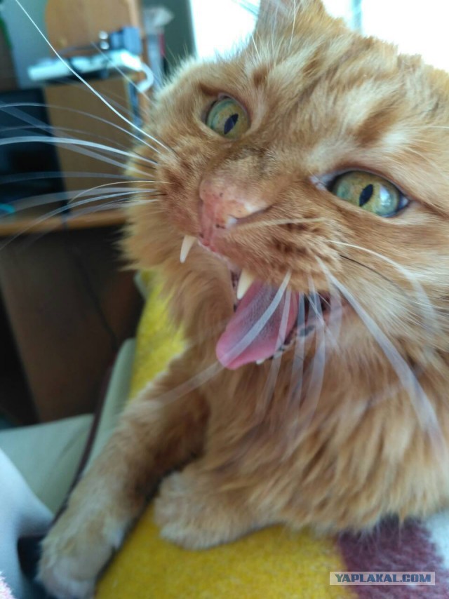 Котовторник