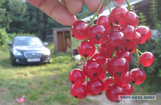 Жизнь домашнего приюта для котеек 232